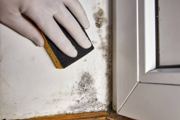 Trusted Kingsley, IA Mold Removal Experts